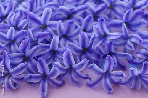 Many blooming spring hyacinth flowers on color background, closeup view