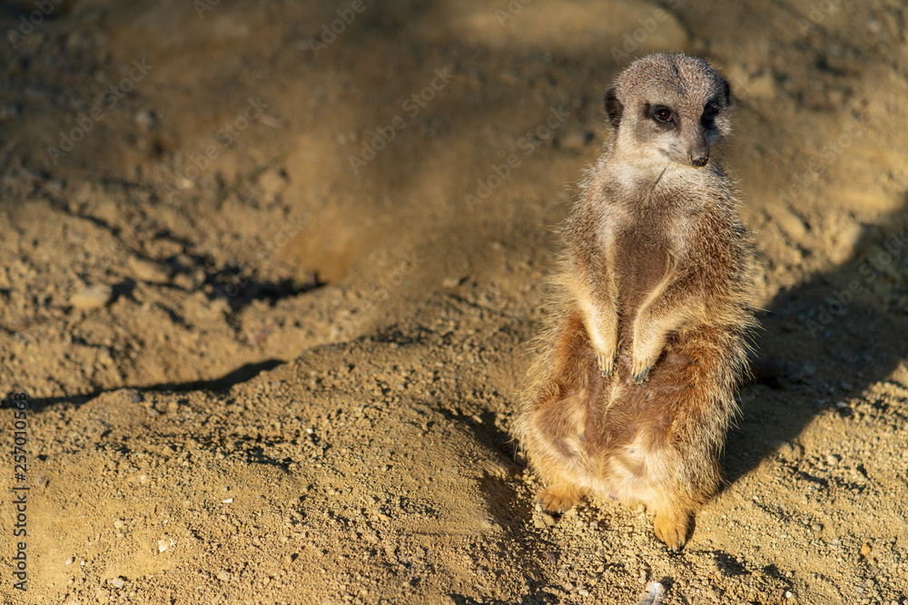 Fototapeta premium Erdmännchen im Sand