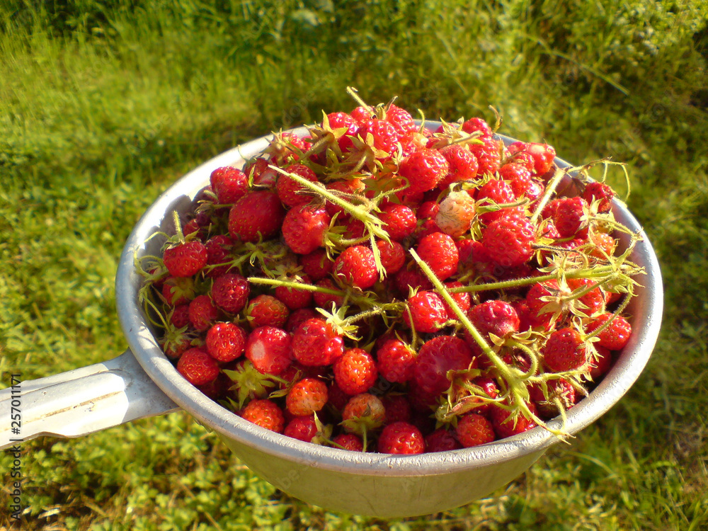 Ripe forest strawberries. Ripe forest strawberries.