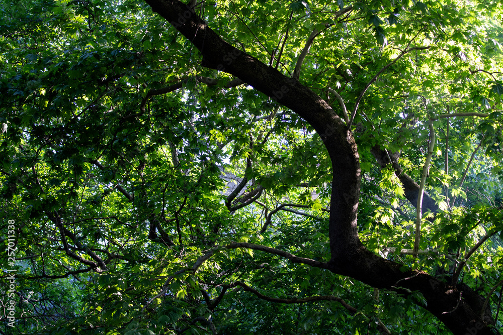 Obraz premium Forest in sunlight, Natural background, green leaf in forest