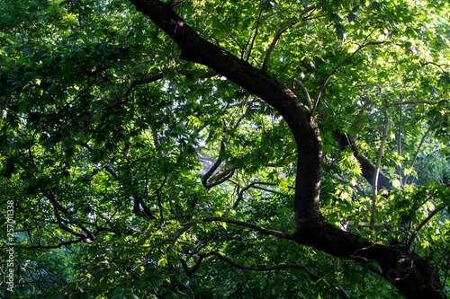 Forest in sunlight, Natural background, green leaf in forest