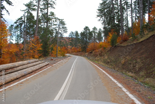 Forest road