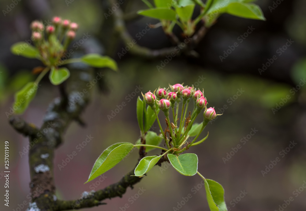 Spring. Flowers. Flowers of fruit trees. Spring. Flowers. Flowers of fruit trees.