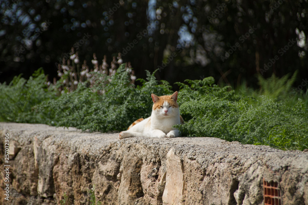 Fototapeta premium cat sleeping in the park