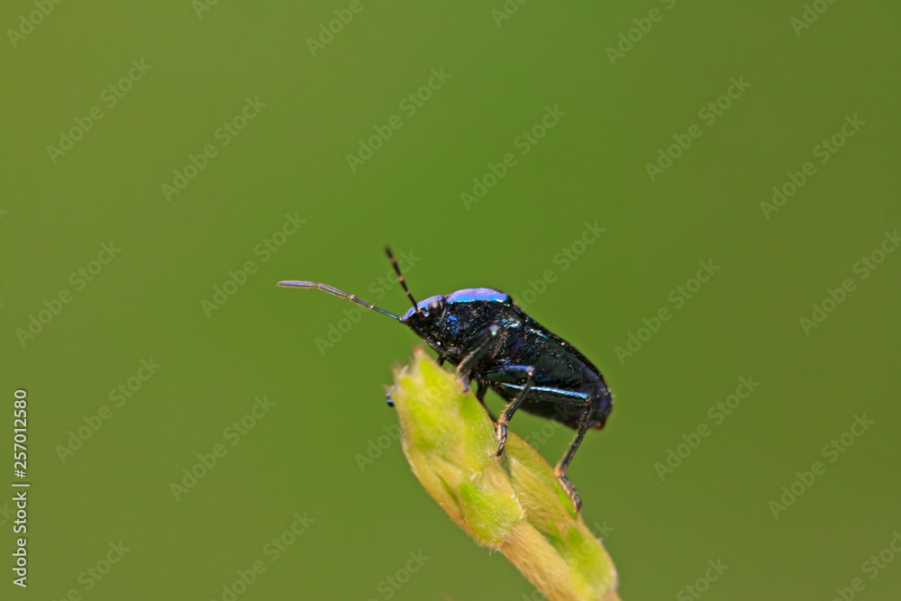 Zicrona caerulea on plant Zicrona caerulea on plant