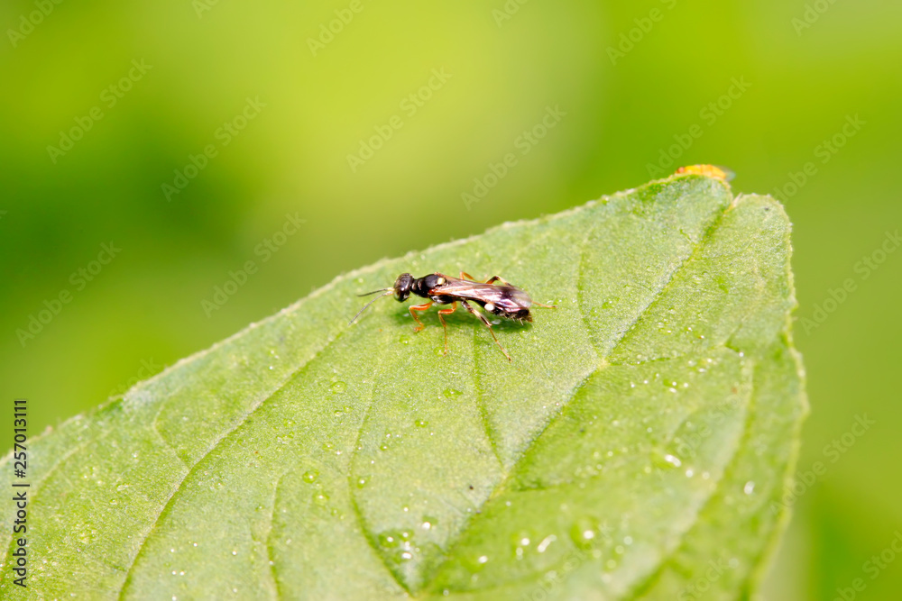 sawfly on plant sawfly on plant