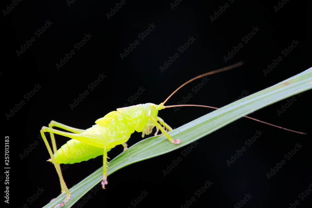 Naklejka premium longhorned grasshoppers