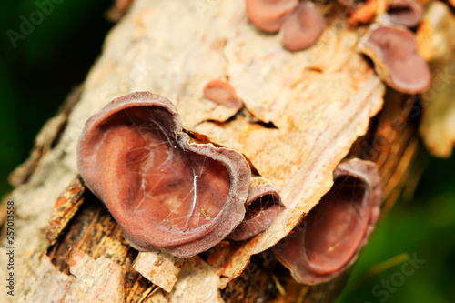 Εκτύπωση καμβά agaric on corruption wood