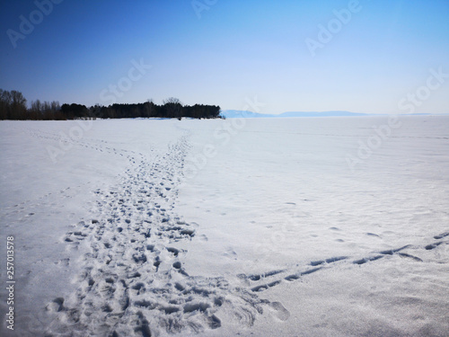 Winter Russian forest landscape with trees in early spring  melting snow