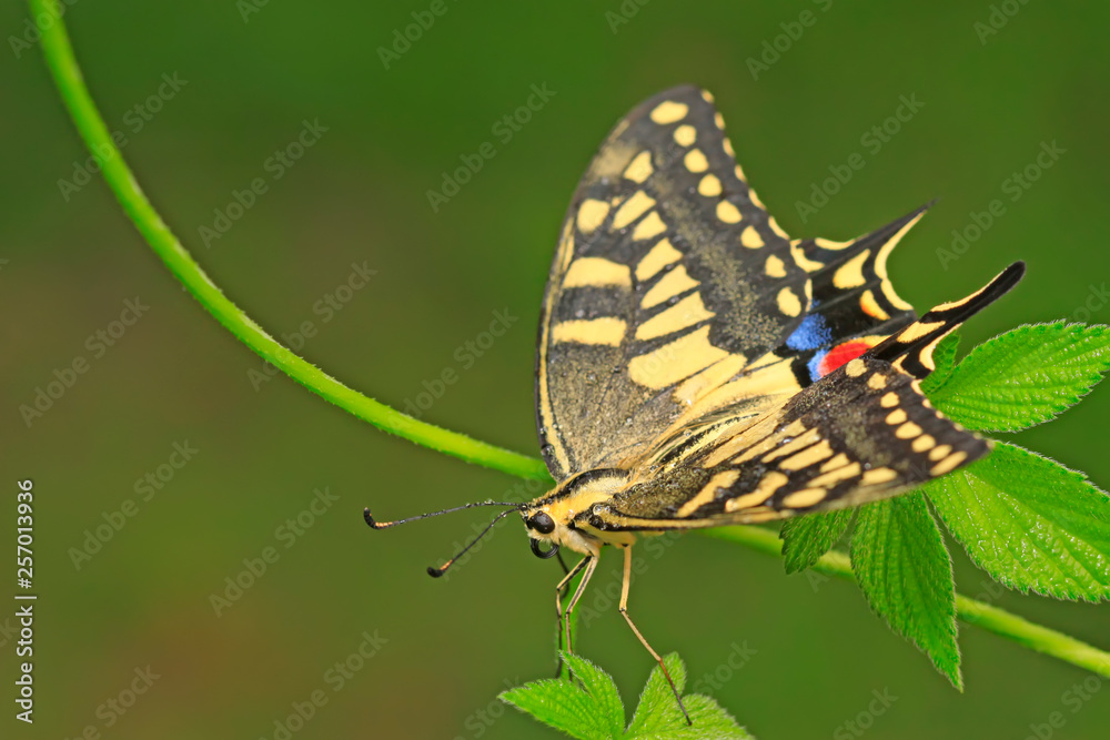 Naklejka premium Papilio machaon on green plant