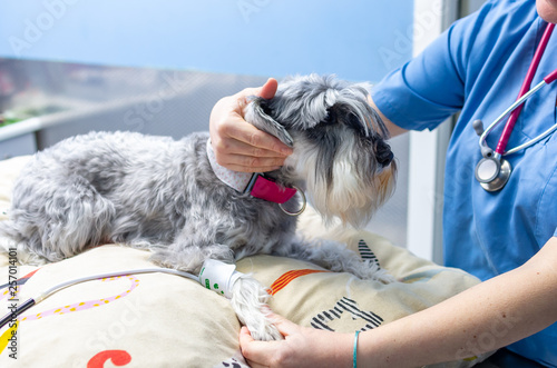 Veterinarian measuring the blood pressure of a miniature schnauzer