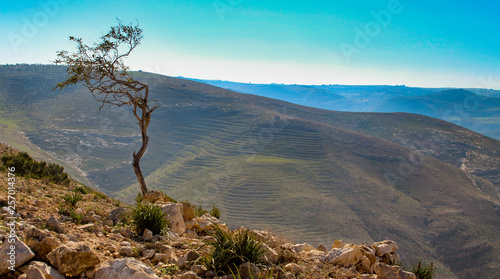 Lone bendy tree with hills and blue sky near Dead Sea in Jordan