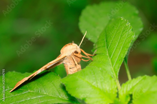 Bean hawkmoth on green leaf in the wild photo