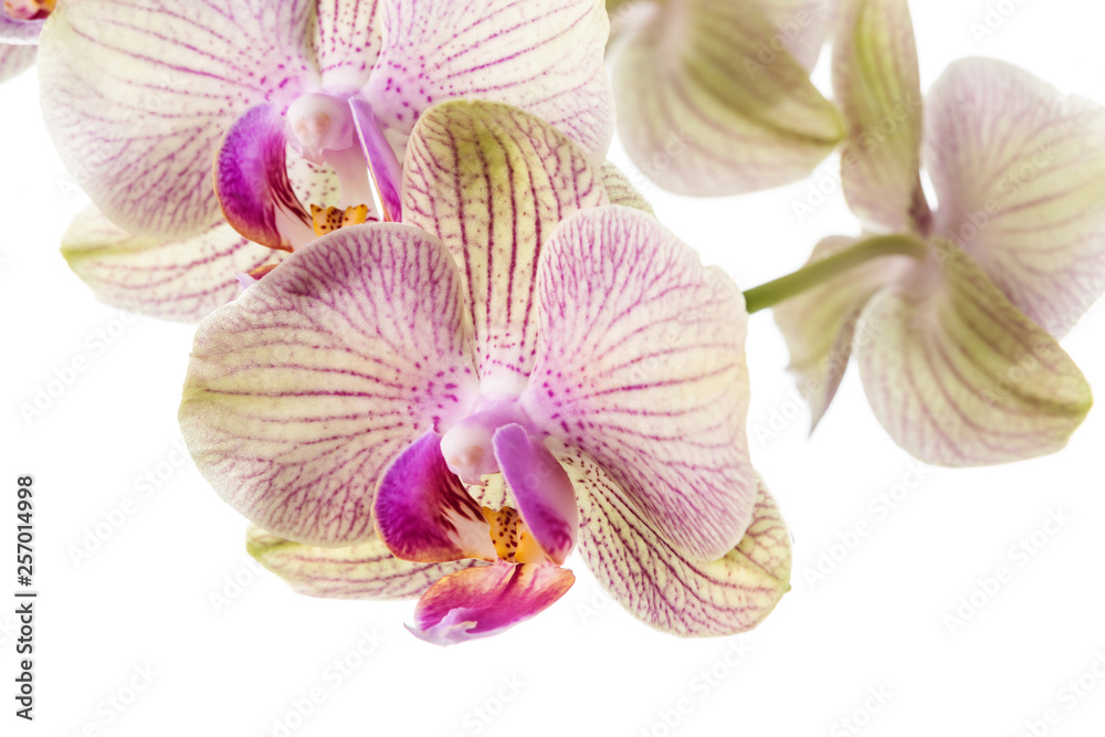 Image with orchid. Image with orchid.