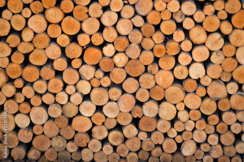 Wooden stumps close up
