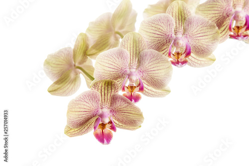 Image with orchid.