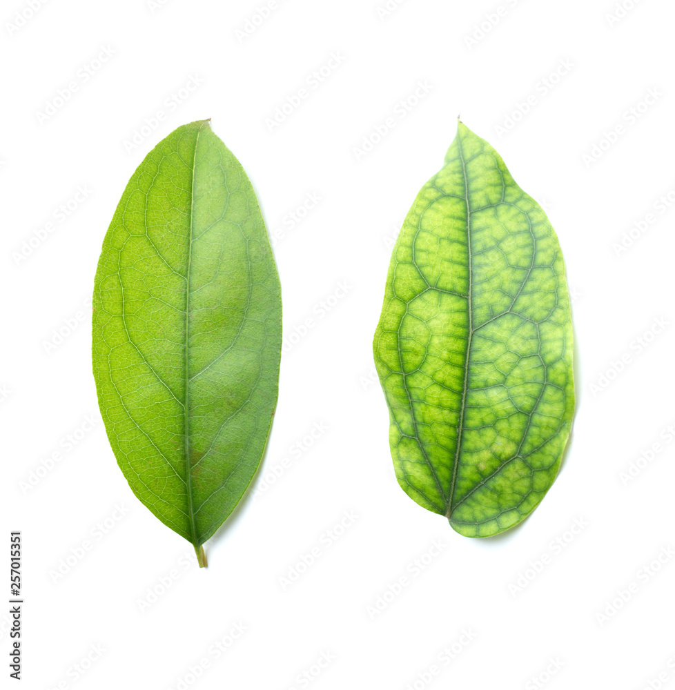 Obraz premium Green leaf isolated on the white background