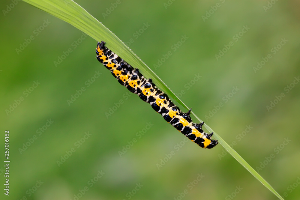 Cucullia fraterna on green leaf Cucullia fraterna on green leaf