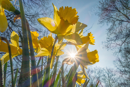 Fototapeta yellow daffodil in the spring sunbeam