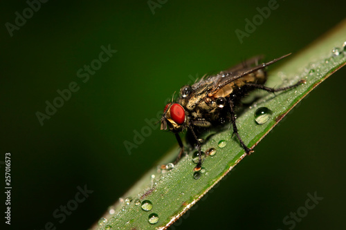 Tachinidae on plant © YuanGeng