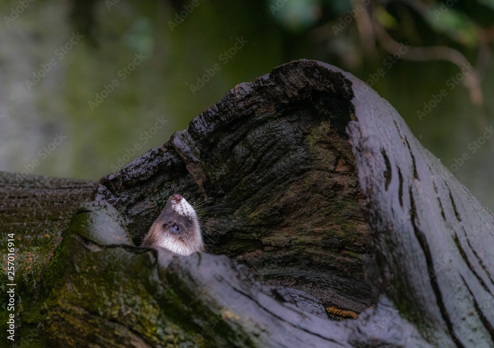 A polecat, lat. Mustela putorius, hides in a large knothole, so that only the animal's nose is visible.
