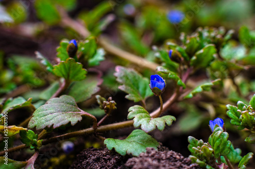 The first spring flowers.