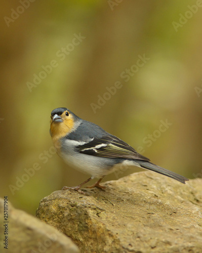 Detailed view of a color subspecies of a chaffinch living in the Canary Islands © Tulda