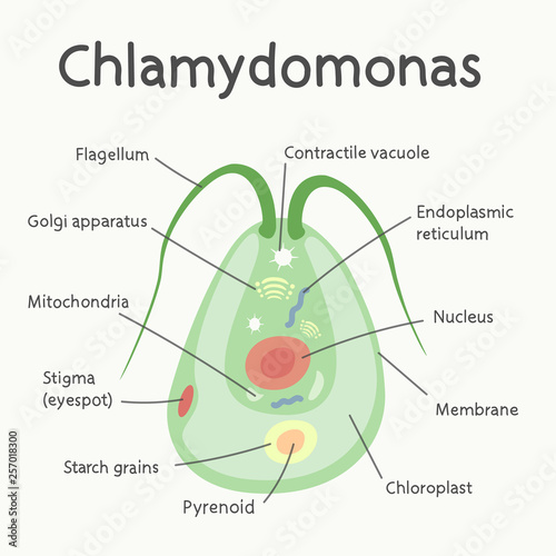 Chlamydomonas - the structure of the microorganism. Vector graphics. photo