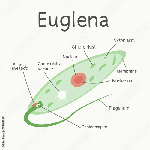 Euglena - the structure of the microorganism. Vector graphics.