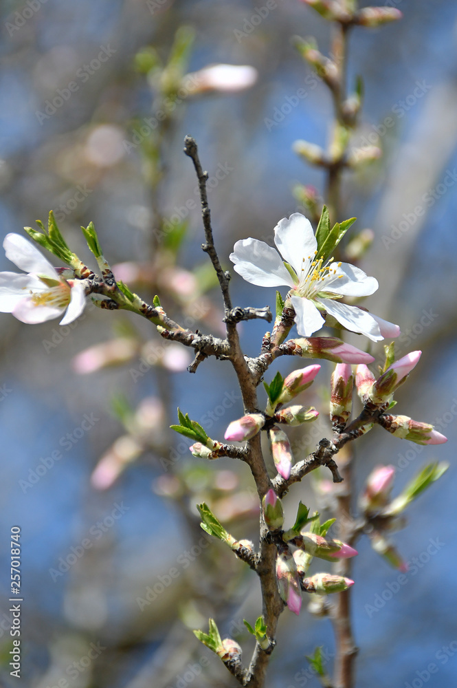 spring white apple tree flowers