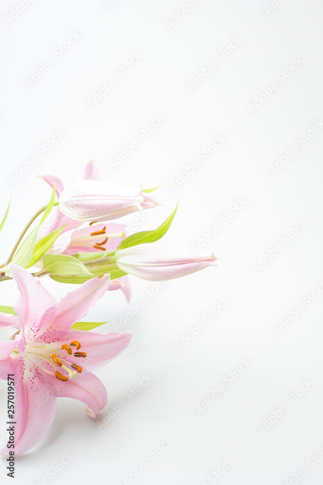 Obraz premium ピンクのユリ
