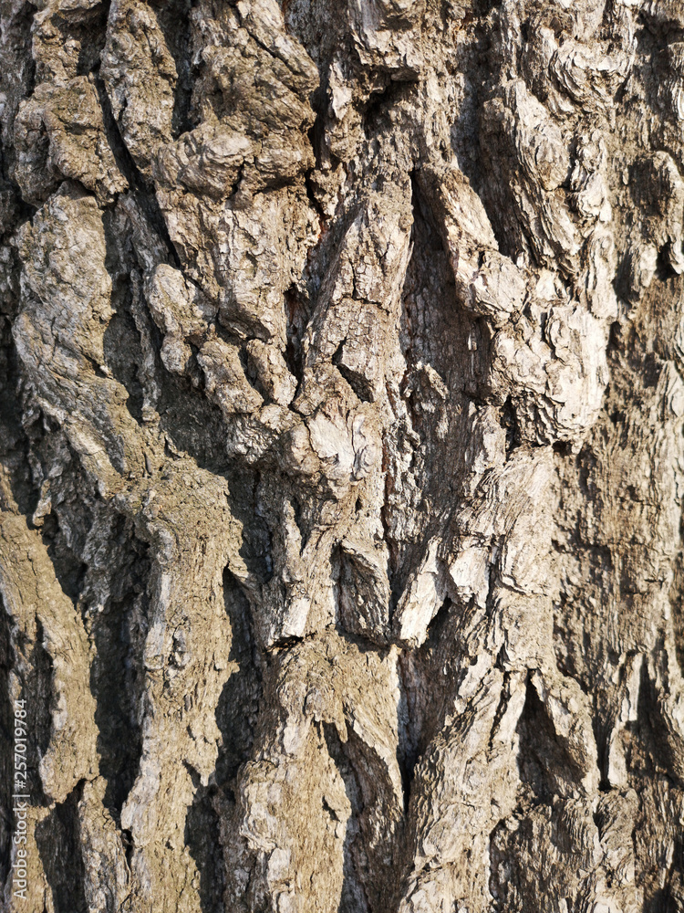 Texture of old tree bark closeup in Russia in daylight Texture of old tree bark closeup in Russia in daylight