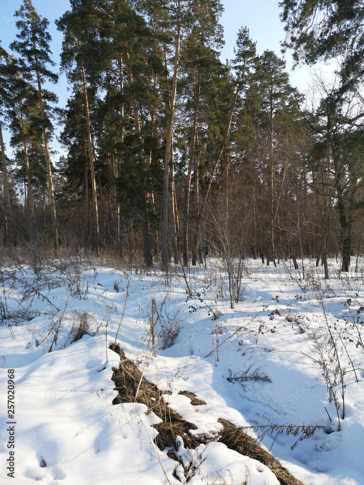 Winter Russian forest landscape with trees in early spring, melting snow Winter Russian forest landscape with trees in early spring, melting snow
