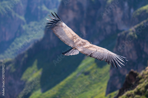 Large majestic condor gliding past cliffs in Colca canyon calley near Chivay Peru photo