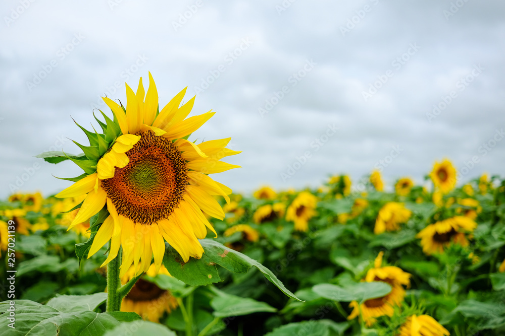 Sunflower field with cloudy sky. Nature background. Sunflower field with cloudy sky. Nature background.