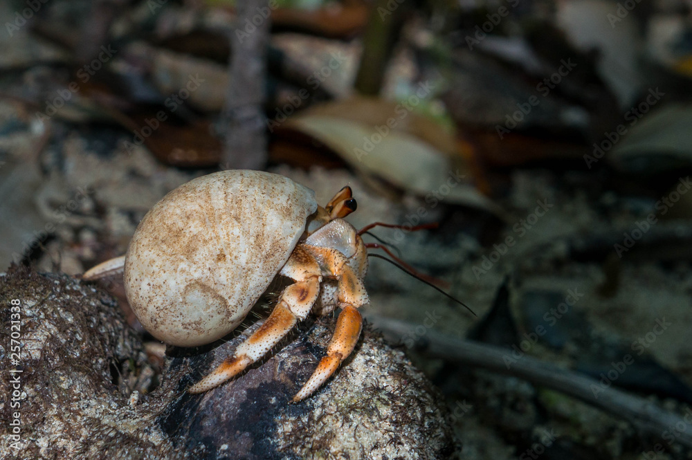 Hermit crab (lat. Paguroidea) Hermit crab (lat. Paguroidea) , close up