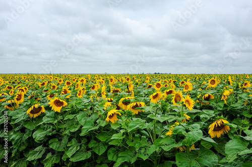 Sunflower field with cloudy sky. Nature background.