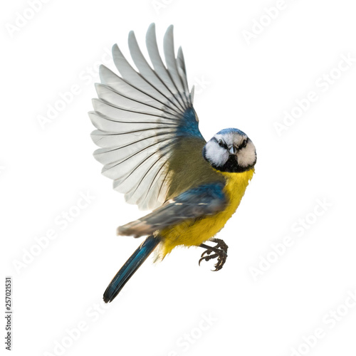 Blaumeise Singvogel im Flug, freigestellt © Evelyn Kobben