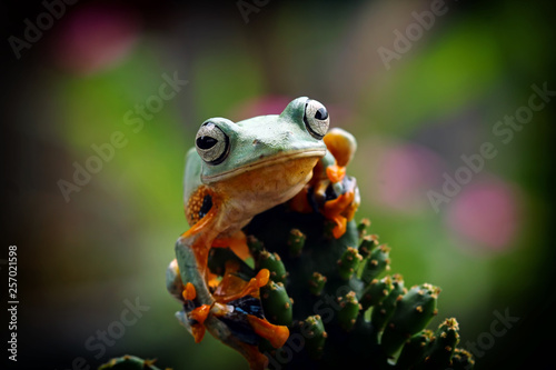 Tree frog  Flying frog on multi color background