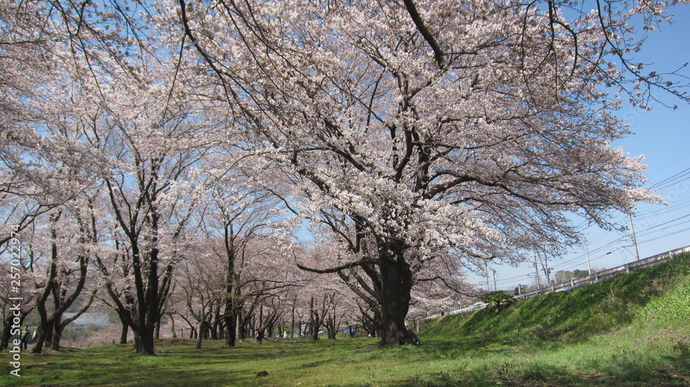 桜 at 愛川 - 坂本青少年広場