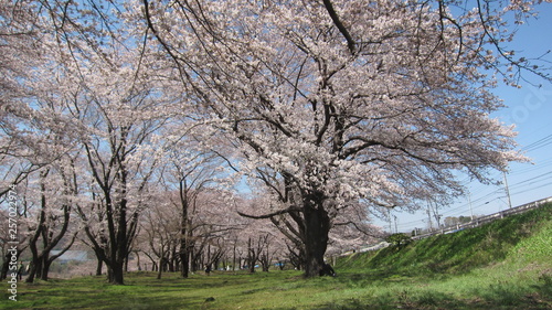 桜 at 愛川 - 坂本青少年広場