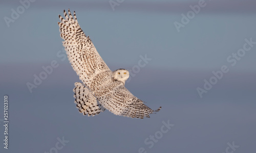 Snowy owl hunting over a snow covered field in Ottawa, Canada