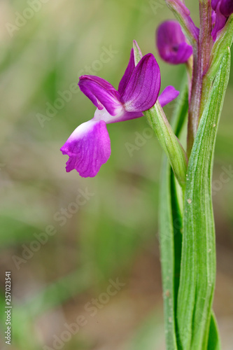 Lockerblütiges Knabenkraut (Anacamptis laxiflora) auf der Insel Pag in Kroatien - lax-flowered orchid photo