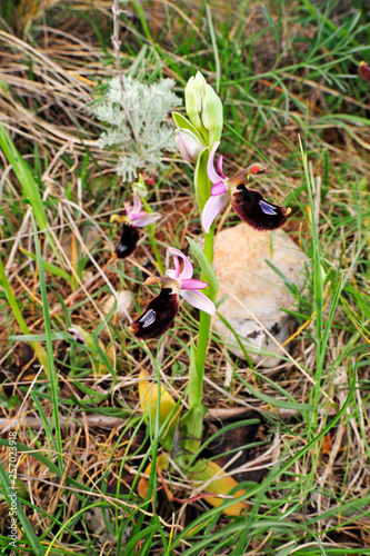 Bertolonis Ragwurz (Ophrys bertolonii) - Bertoloni's bee orchid photo