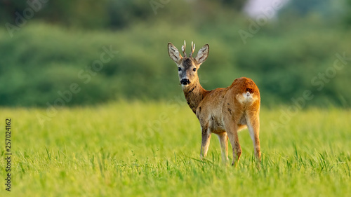 Young roe deer, capreolus capreolus, buck in summer at sunset with space for copy. Roebuck with vivid warm colors with positive sentiment.