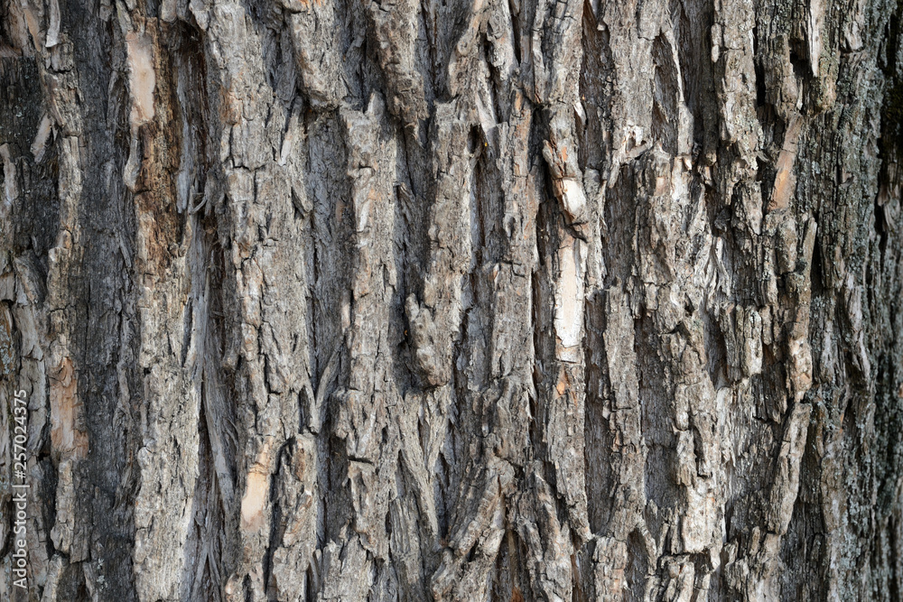 Old tree bark texture background close up Old tree bark texture background close up