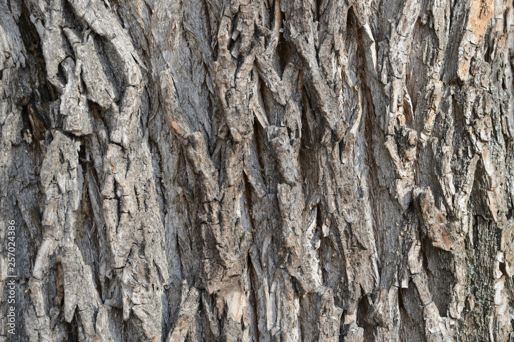 Old tree bark texture background close up Old tree bark texture background close up
