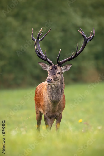 Close-up of a red deer, cervus elaphus, stag in summer with big antlers faced to camera with blurred background