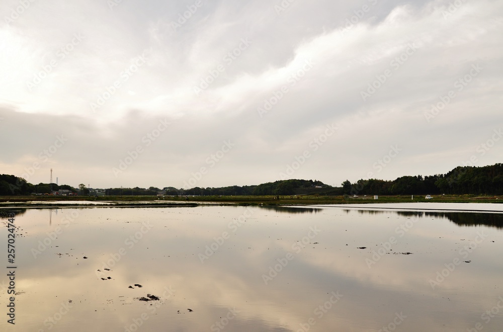 Fototapeta premium Rice field in Hitachinaka, Ibaraki, Japan