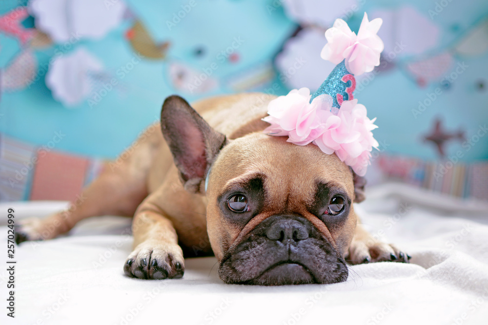 Cute lying brown female French Bulldog dog with pink birthday hat